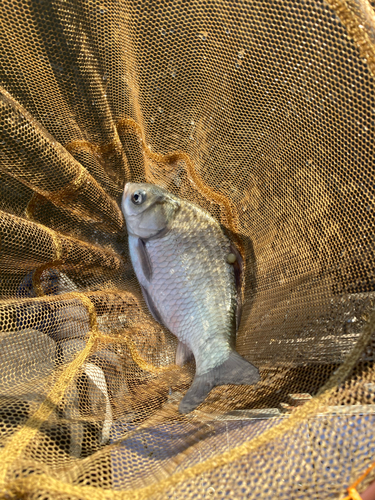 ヘラブナの釣果