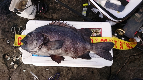 イシダイの釣果