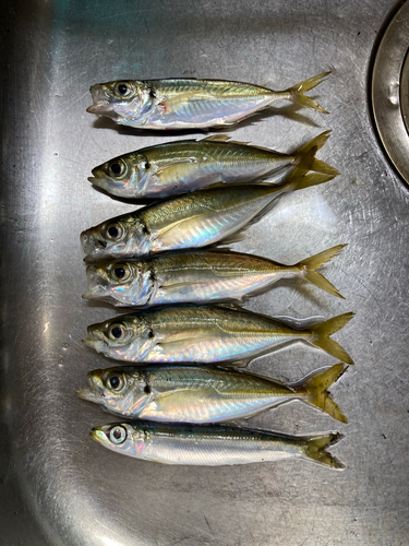 アジの釣果