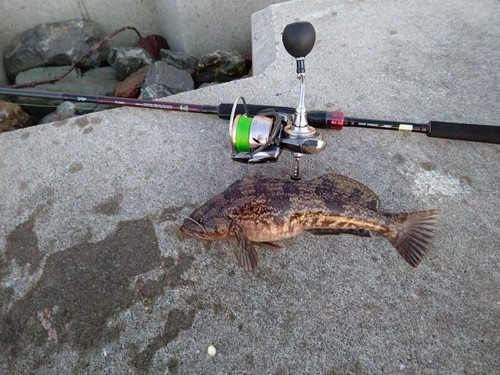 アイナメの釣果