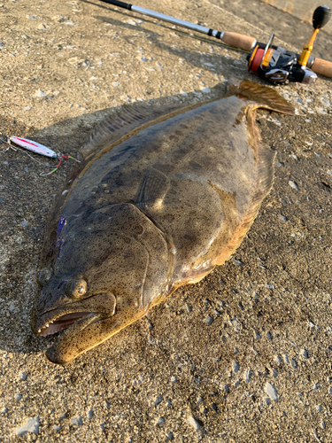 ヒラメの釣果