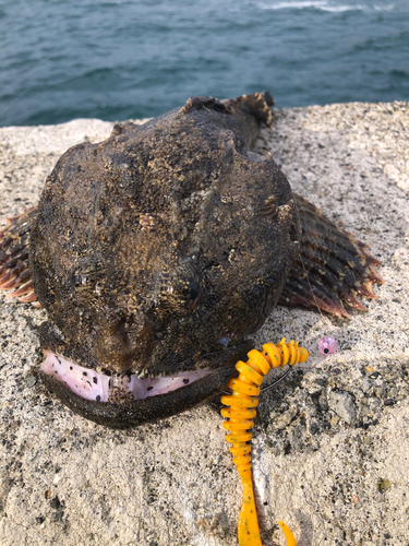 マカジカの釣果