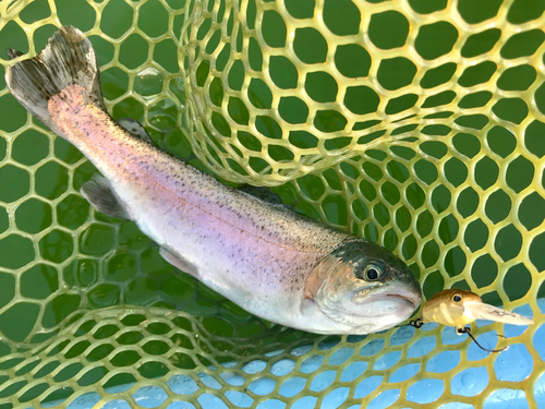 ニジマスの釣果