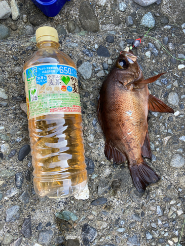 メバルの釣果