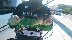 シロメバルの釣果