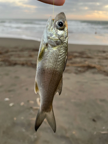 ツバメコノシロの釣果