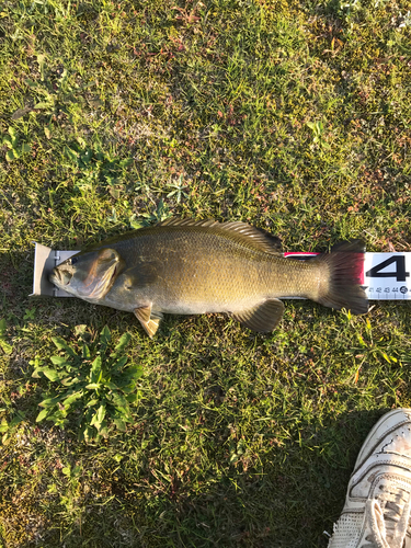 スモールマウスバスの釣果