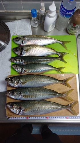 アジの釣果