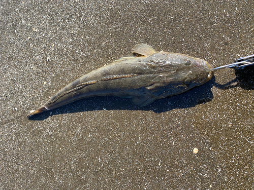 マゴチの釣果