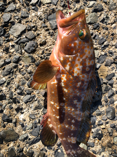 アコウの釣果