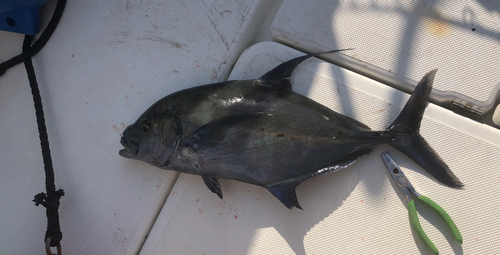 ナンヨウカイワリの釣果