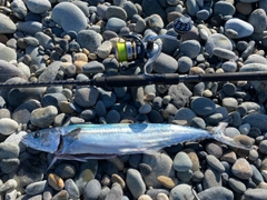 サゴシの釣果