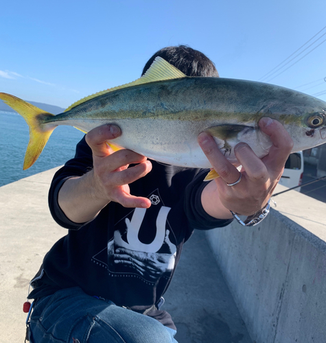 ハマチの釣果