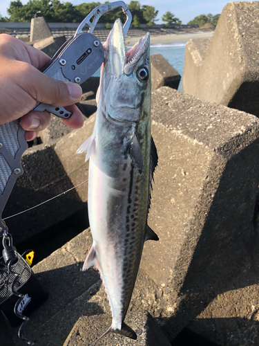 サゴシの釣果