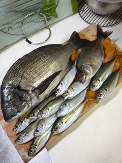 アジの釣果