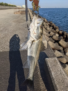 フッコ（マルスズキ）の釣果