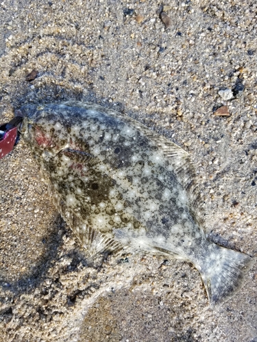 ヒラメの釣果