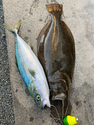 ヒラメの釣果