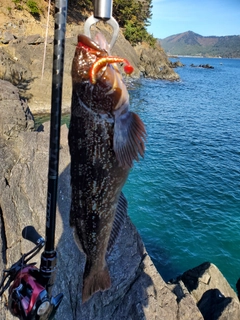 アイナメの釣果