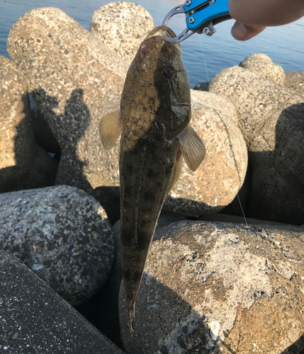 マゴチの釣果