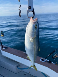 ホウボウの釣果