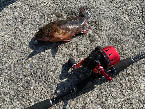 カサゴの釣果