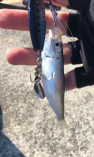 ママカリの釣果