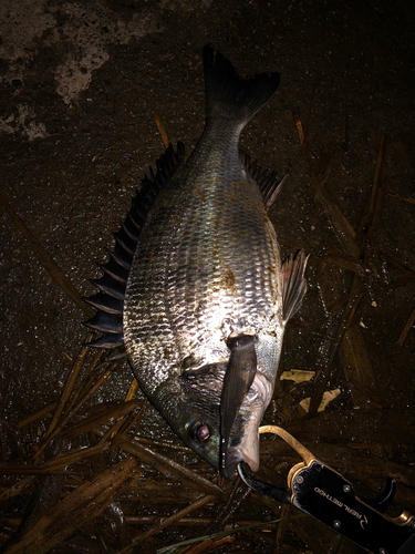 クロダイの釣果