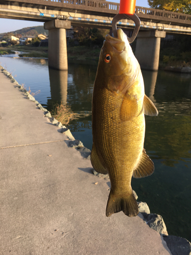 スモールマウスバスの釣果