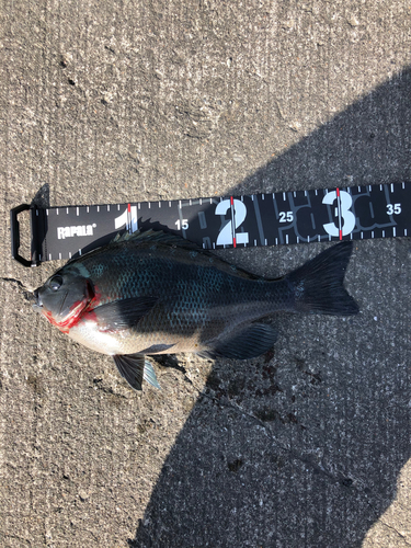 クチブトグレの釣果