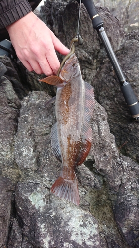 アイナメの釣果