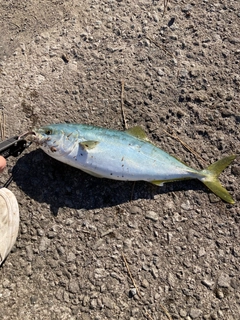 イナダの釣果