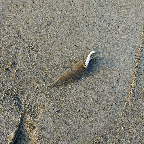 シタビラメの釣果