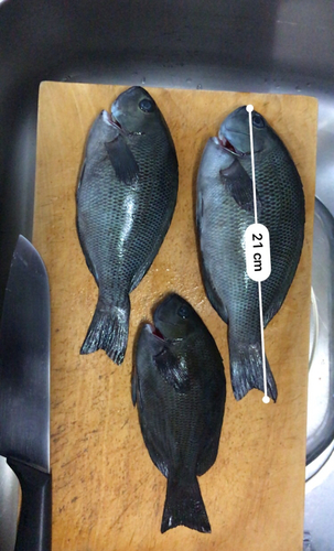 メジナの釣果