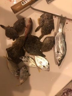 カワハギの釣果