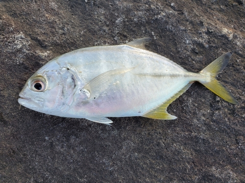 メッキの釣果