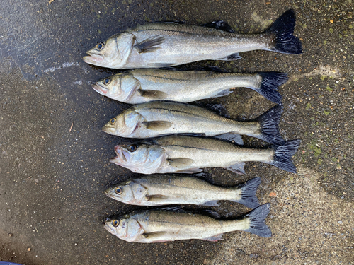 シーバスの釣果