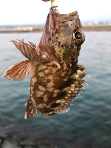 カサゴの釣果