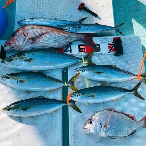 ハマチの釣果