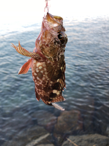 カサゴの釣果