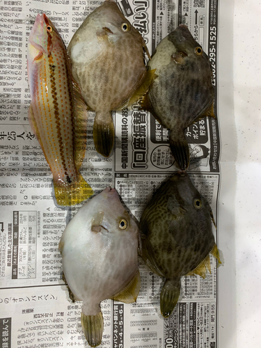 カワハギの釣果