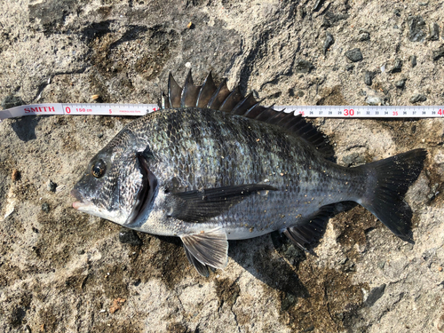 クロダイの釣果