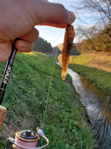 ヌマチチブの釣果