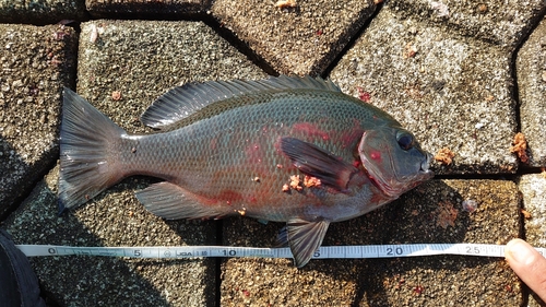 メジナの釣果