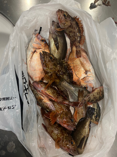 カサゴの釣果