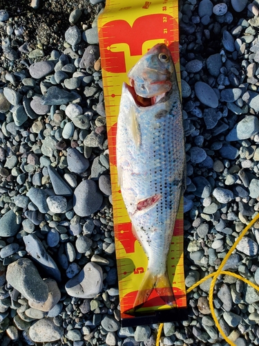 コノシロの釣果