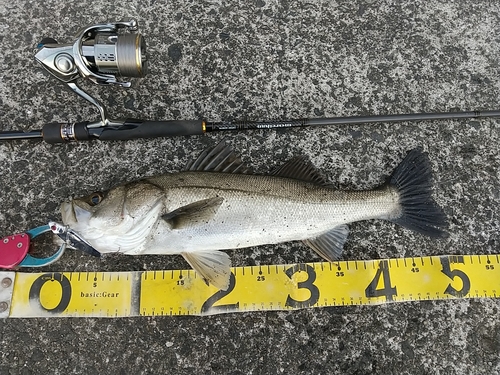 シーバスの釣果