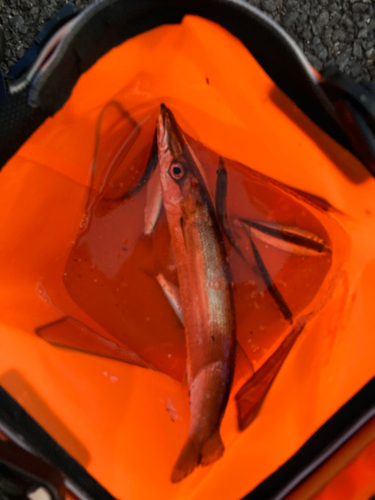 カマスの釣果