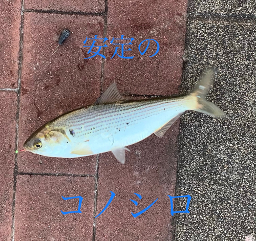 コハダの釣果