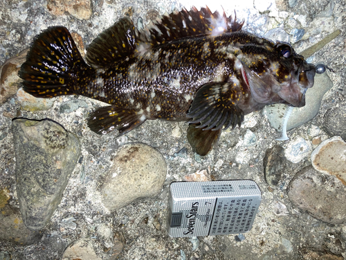 オウゴンムラソイの釣果